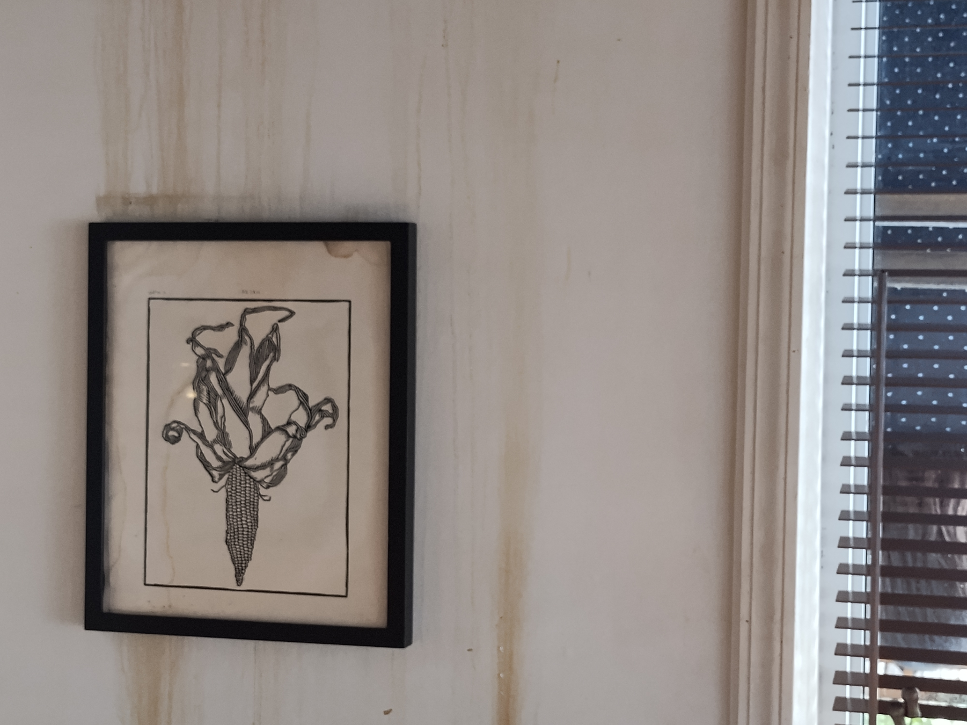 Framed botanical illustration of a corn plant — artwork for Mi Masa es Tu Masa